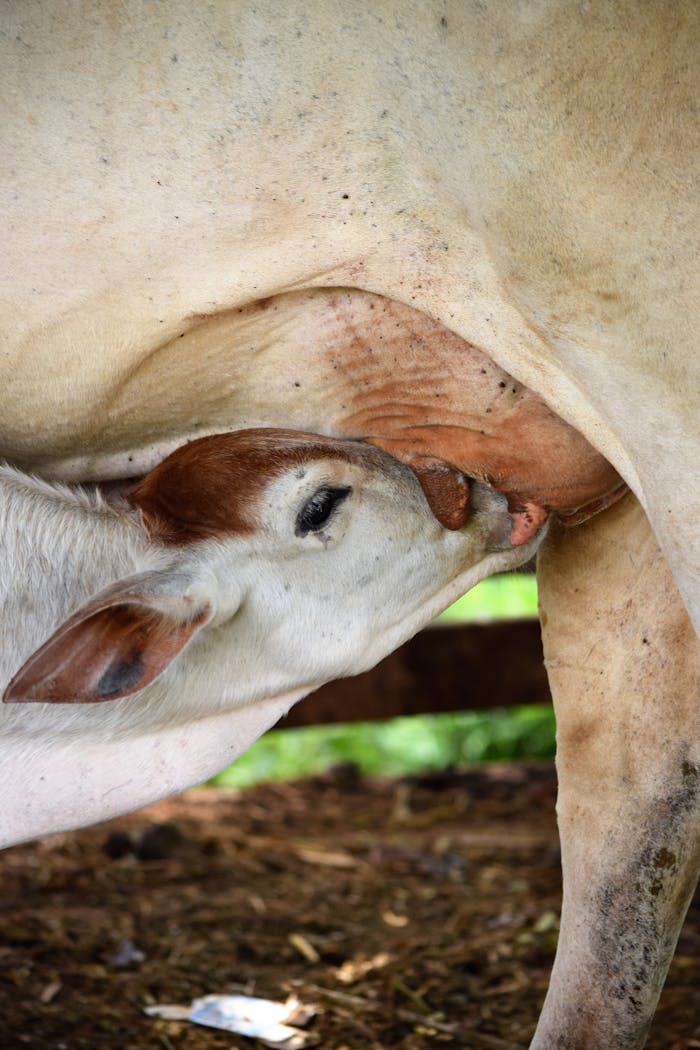 A calf tenderly feeding from its mother cow outdoors, showcasing nature and maternal care.